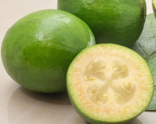Plant Goyavier du brésil / Feijoa Marian