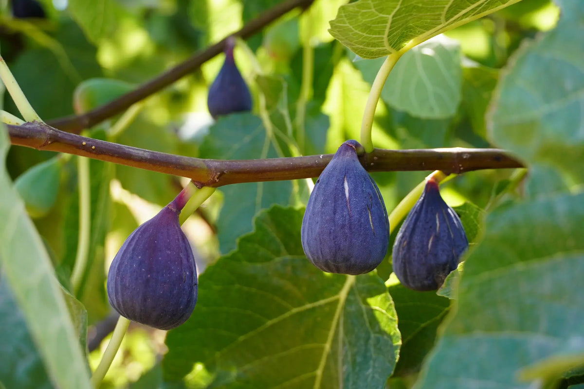 Plant Figuier Col de Dame Blanc (=Dame Blanche) Pot 1L (FICUS carica)