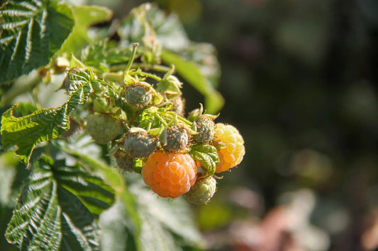 Plant Framboisier Fall Gold