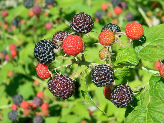 Plant FRAMBOISIERS (Rubus Idaeus) Black Jewel Bio - Plaque 24 Godet 9cm