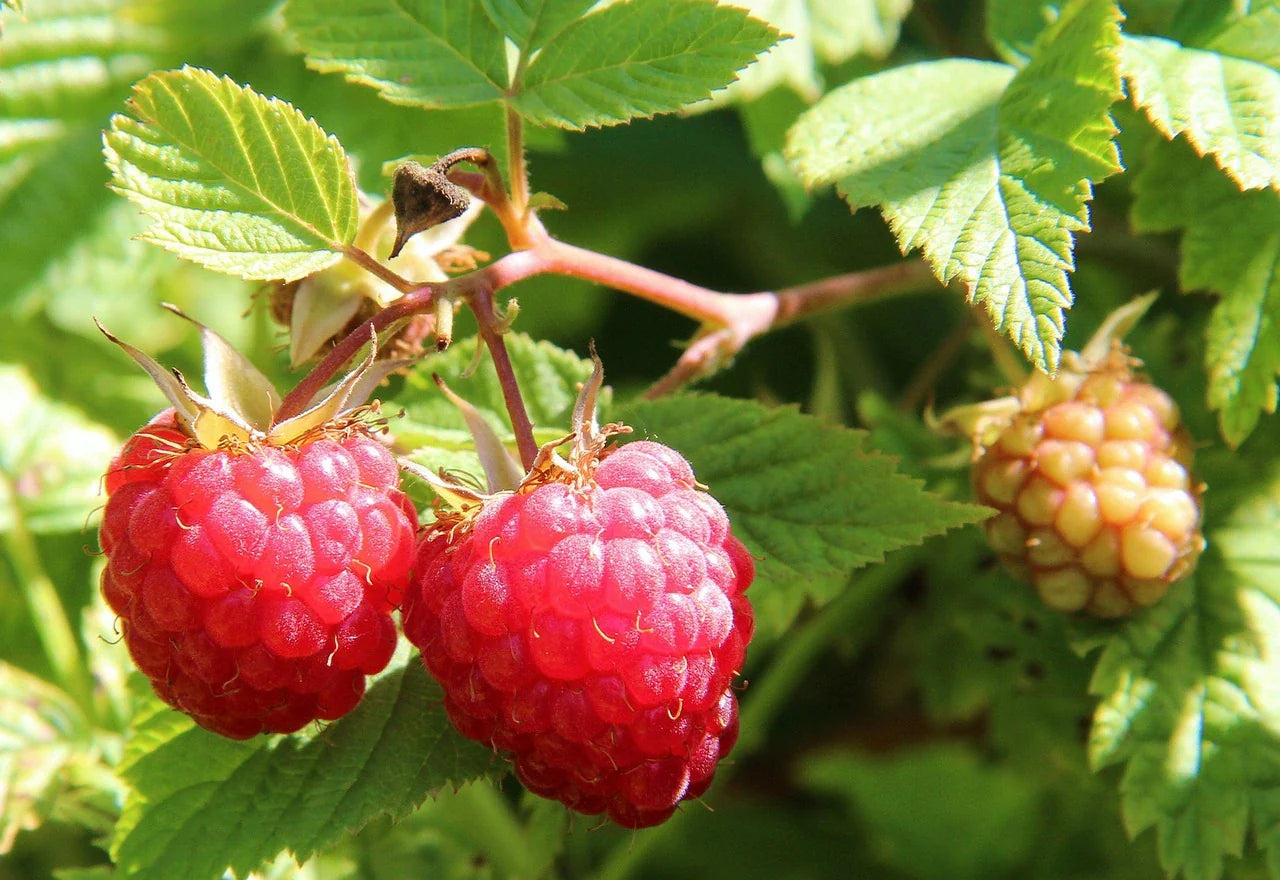 Organic Polka Raspberry P9 pot - plant for Growers
