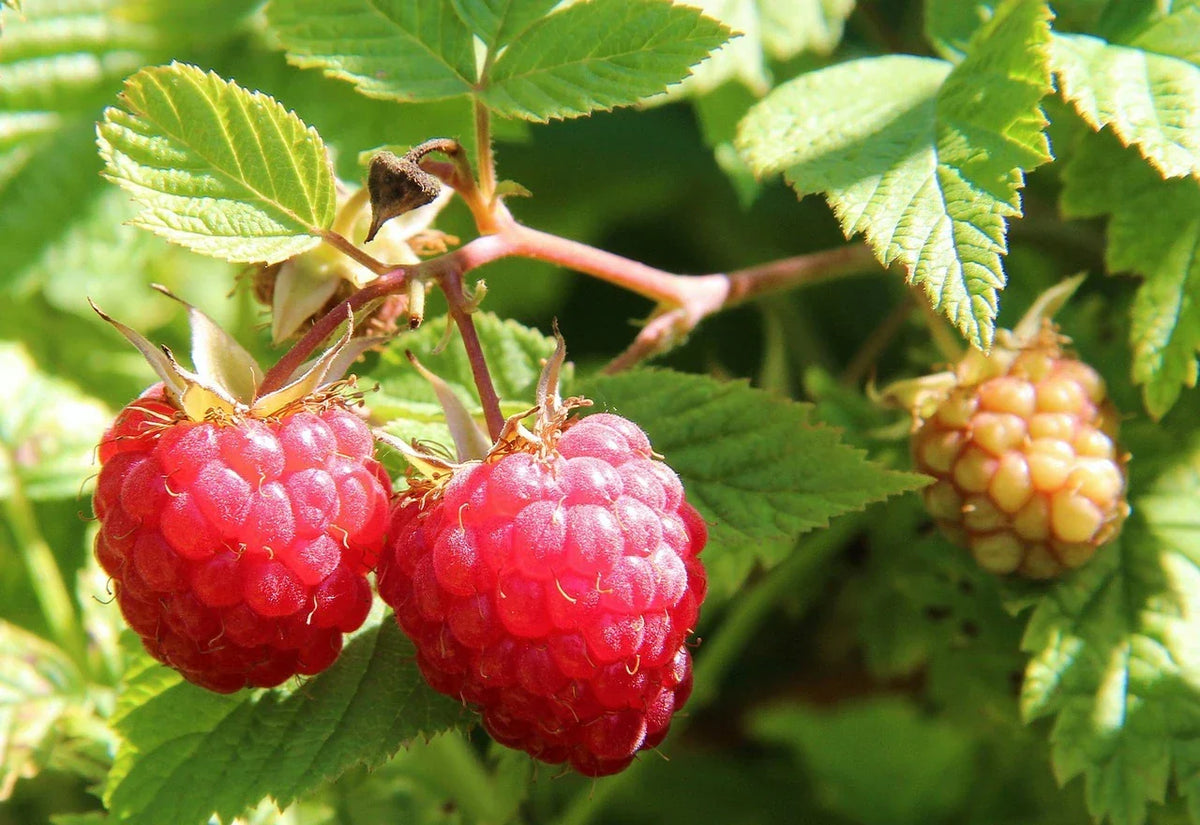 Plant Framboisier Tulameen