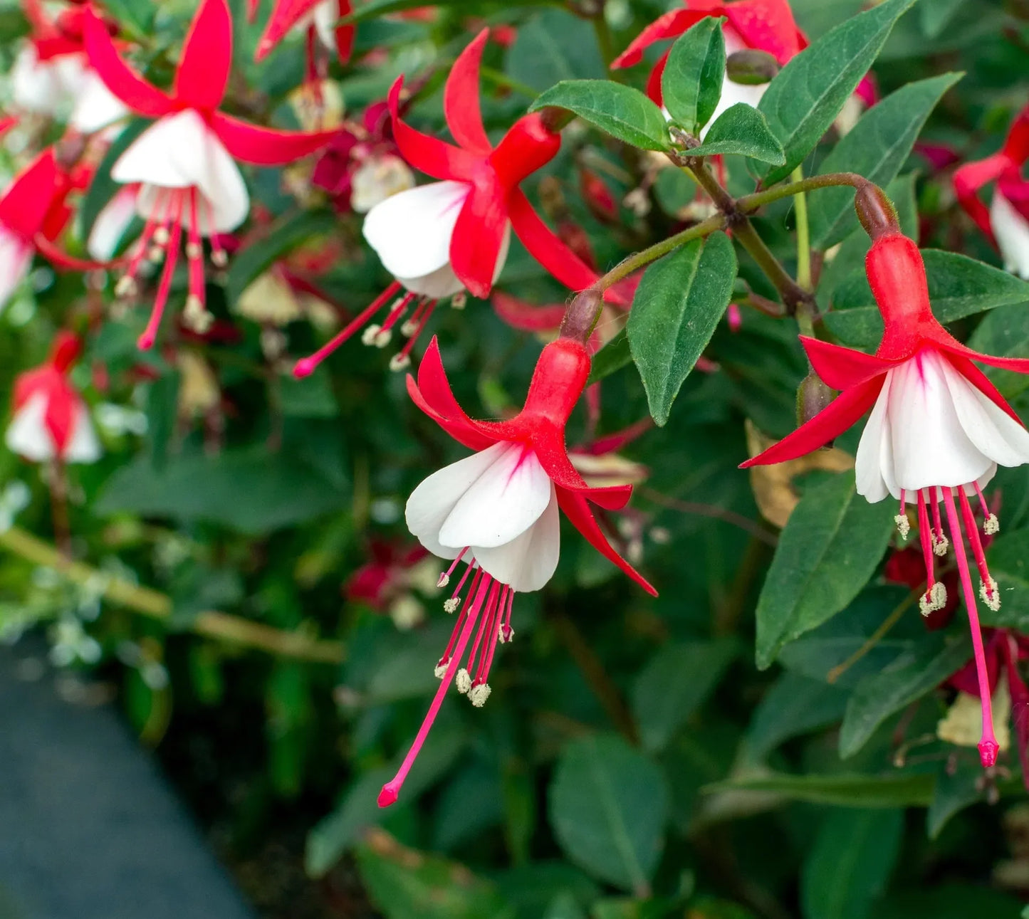 Organic Régal Edible fuchsia 3.5cm plug - plant for Growers