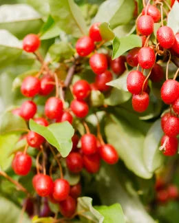 Plants de Goumi du japon de qualité livraison toute France