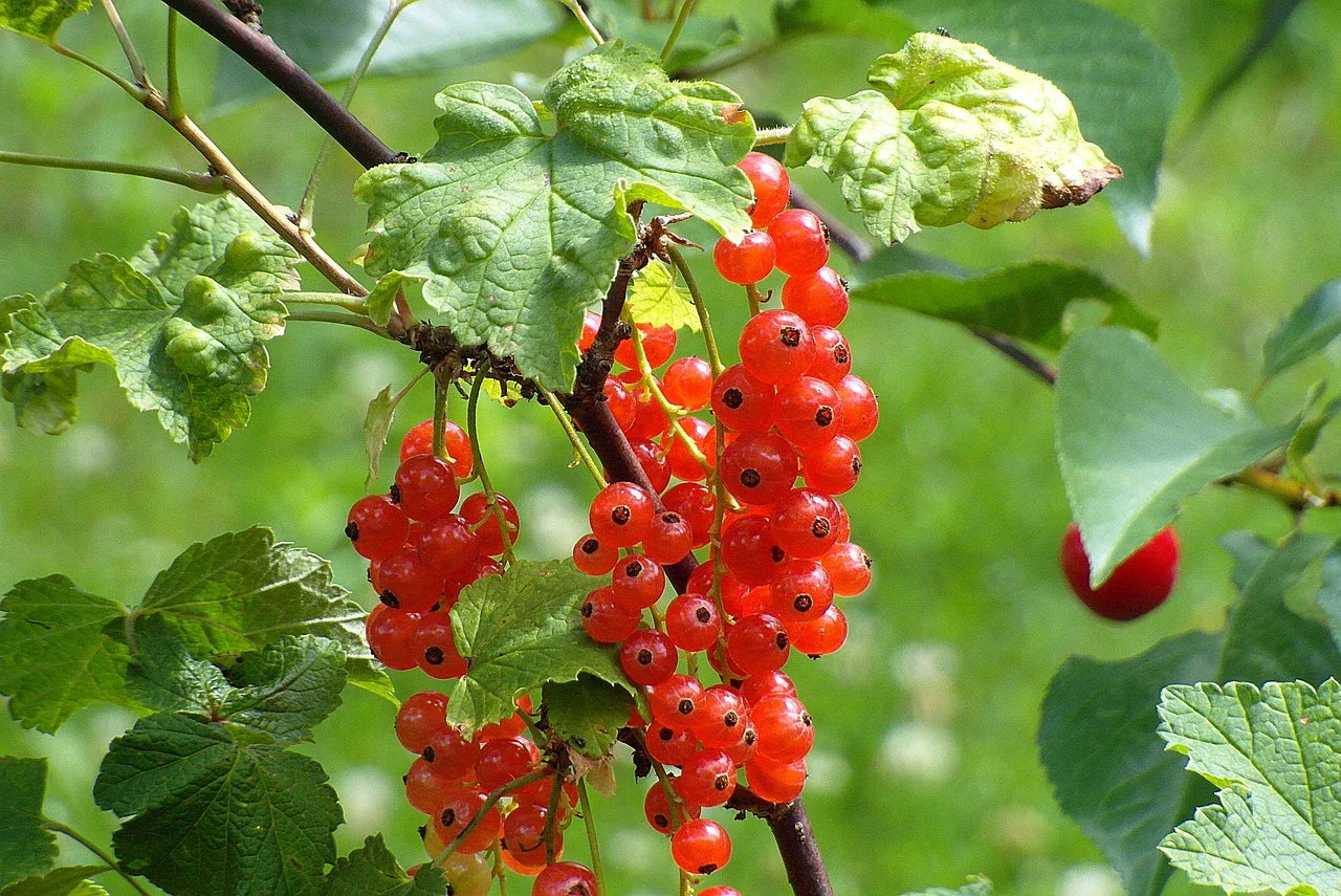 Organic Wilder Redcurrant P9 pot - plant for Growers