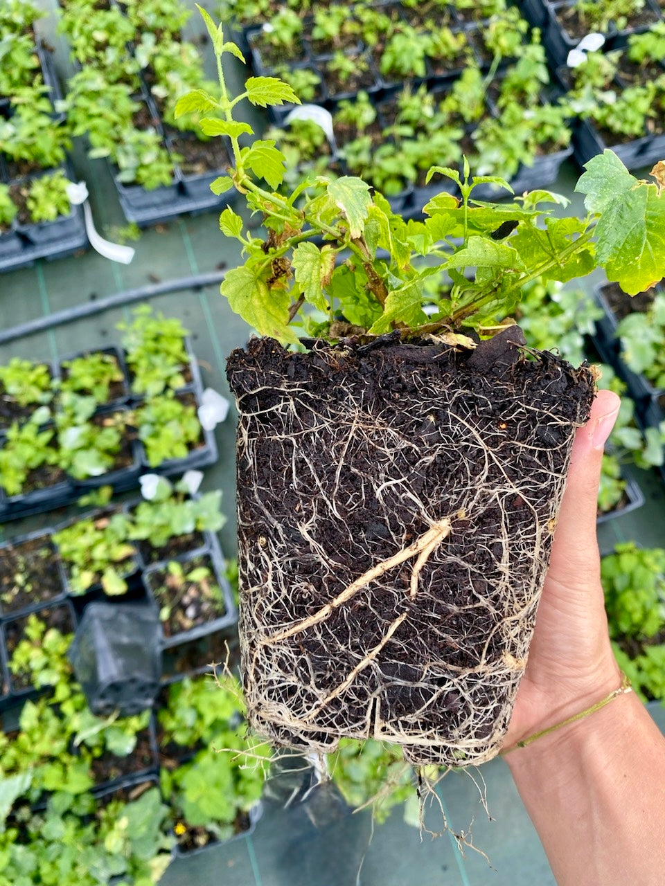 Plant de houblon variété Chinook pot 1L
