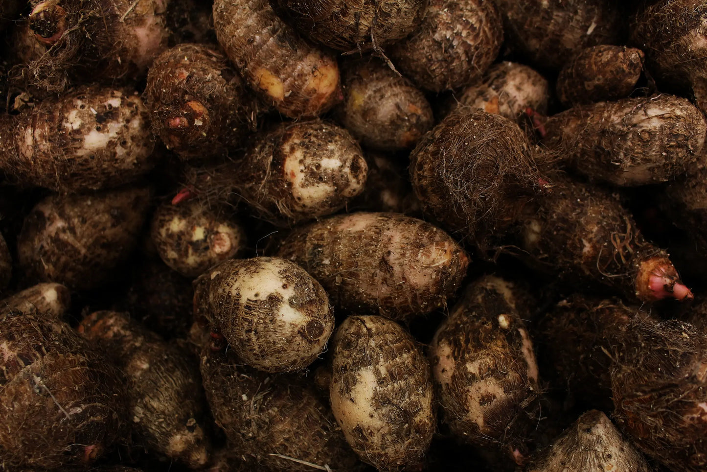 Plant Igname De Chine Dioscorea Polystachya - Godet 9 Cm