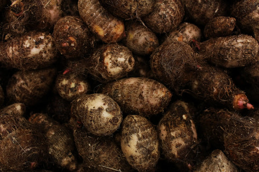 Plant Igname De Chine Dioscorea Polystachya - Godet 9 Cm