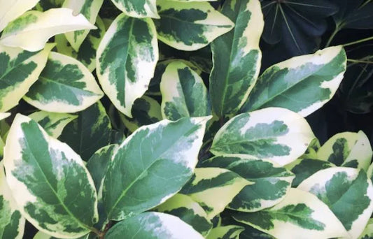 Plant KADSURA DU JAPON FUKURIN  BIO-Pot de 1.6 litres