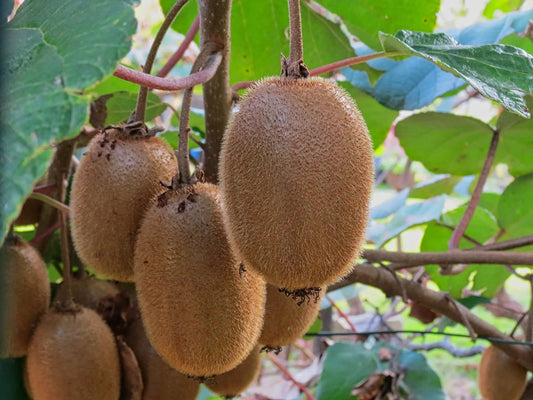 Organic Jenny Kiwi 3.5cm plug - plant for Growers
