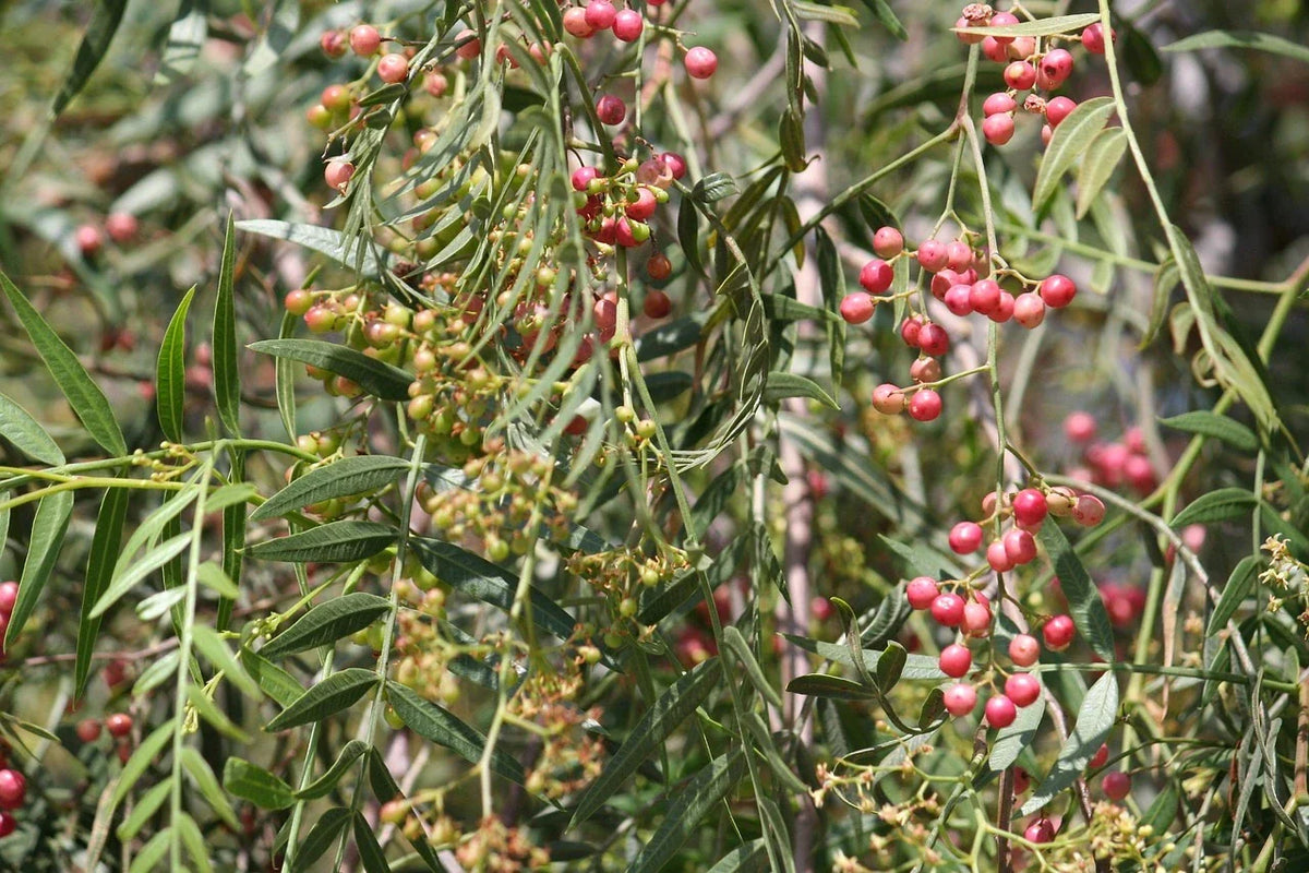 Plant Poivrier beecheyanum
