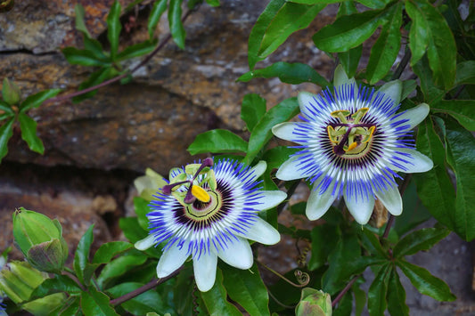 Plant Passiflore Comestible Passiflora Edulis - Godet 9 Cm Bouture