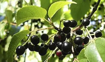 plant de Maqui du chili de qualité livraison toute France