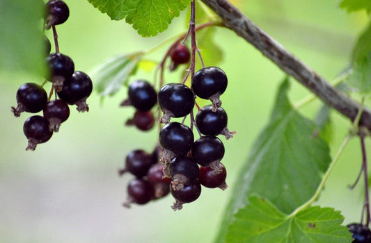 Plant CASSISSIER Titania Bio - Racines nues, formé sur 2–3 branches charpentières