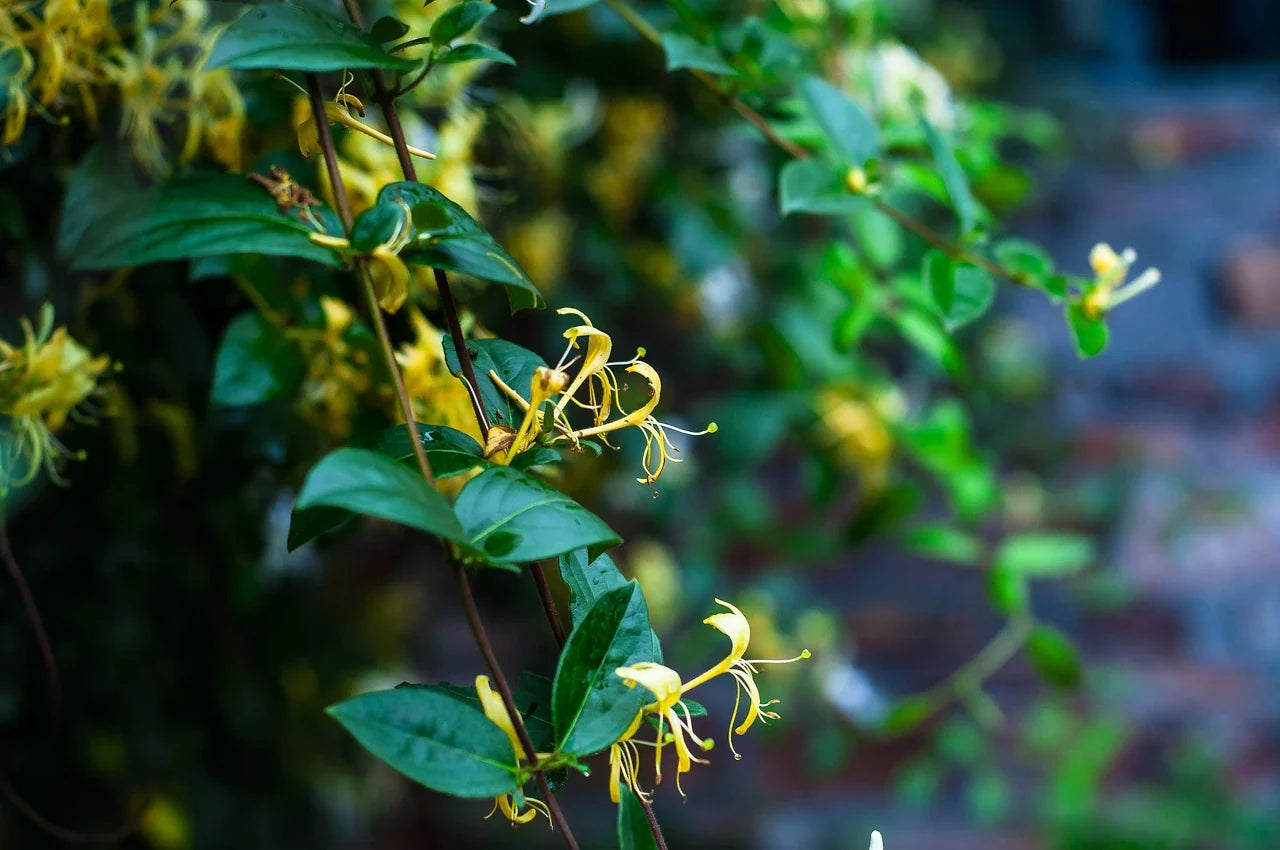 HONEYSUCKLE Plant Altaj Organic - 2 L pot, height 40 cm