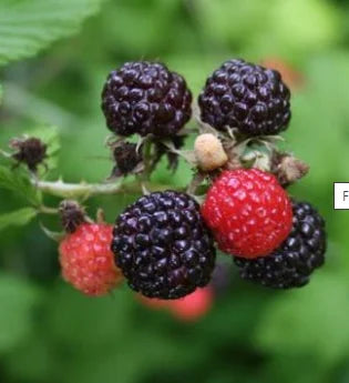 Plants de framboisier noir de qualité livraison toute France