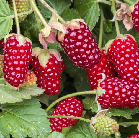 Plant MÛROISE Loganberry Thornless Bio - Pot de 2 L, hauteur 60 cm