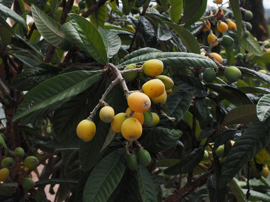 Plants de NÉFLIER DU JAPON de qualité livraison toute France