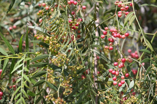 Acheter plant de POIVRIER DU SICHUAN de qualité livraison toute France