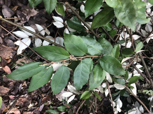 Plant ELEAGNUS Amoroso® Pointilla® Bio - Pot de 2 L, hauteur 40 cm