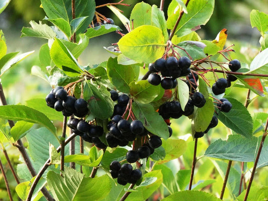 Plant ARONIA Mélanocarpa (Sorbier Noir) Bio - Plaque 77 mottes 3.5cm