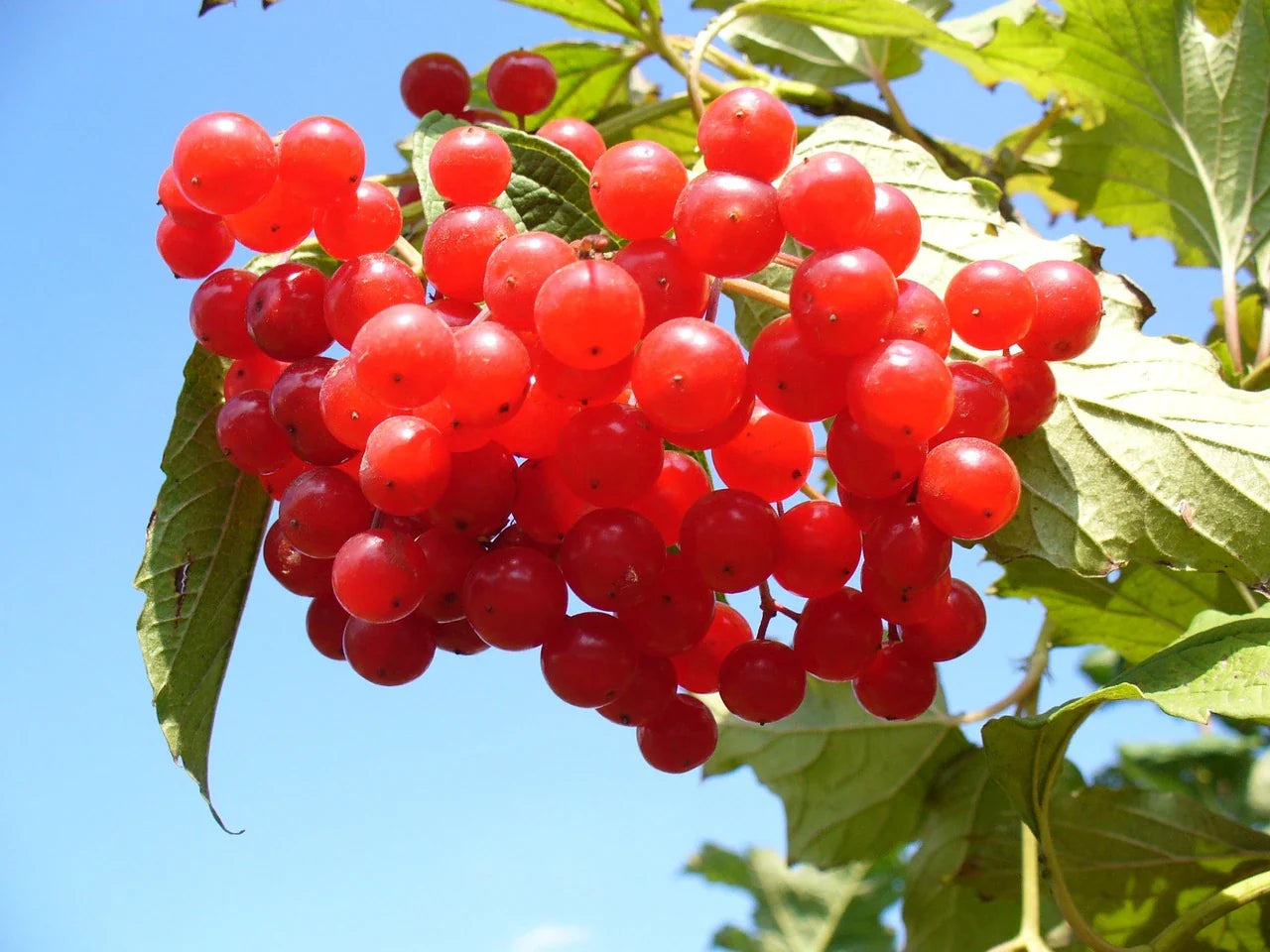 Plant CANNEBERGES À GROS FRUITS Crowley Bio - Caisse 24 godets 9cm