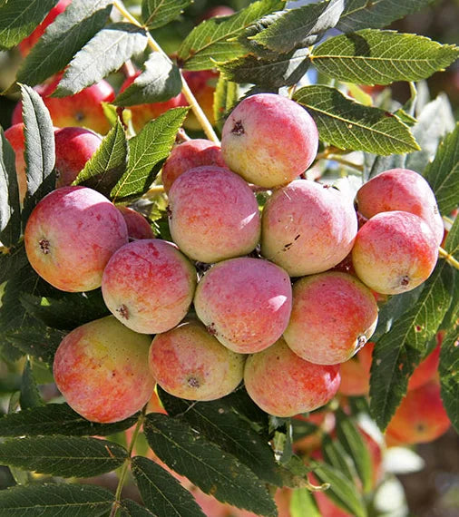 Plants de Cormier de qualité livraison toute France