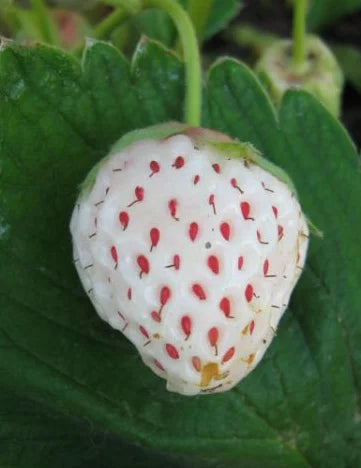 Plants de fraisier de qualité livraison toute France