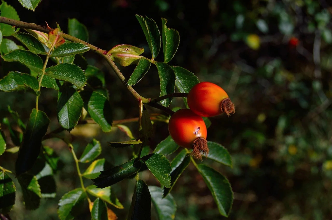 Plants de Goji de qualité livraison toute France