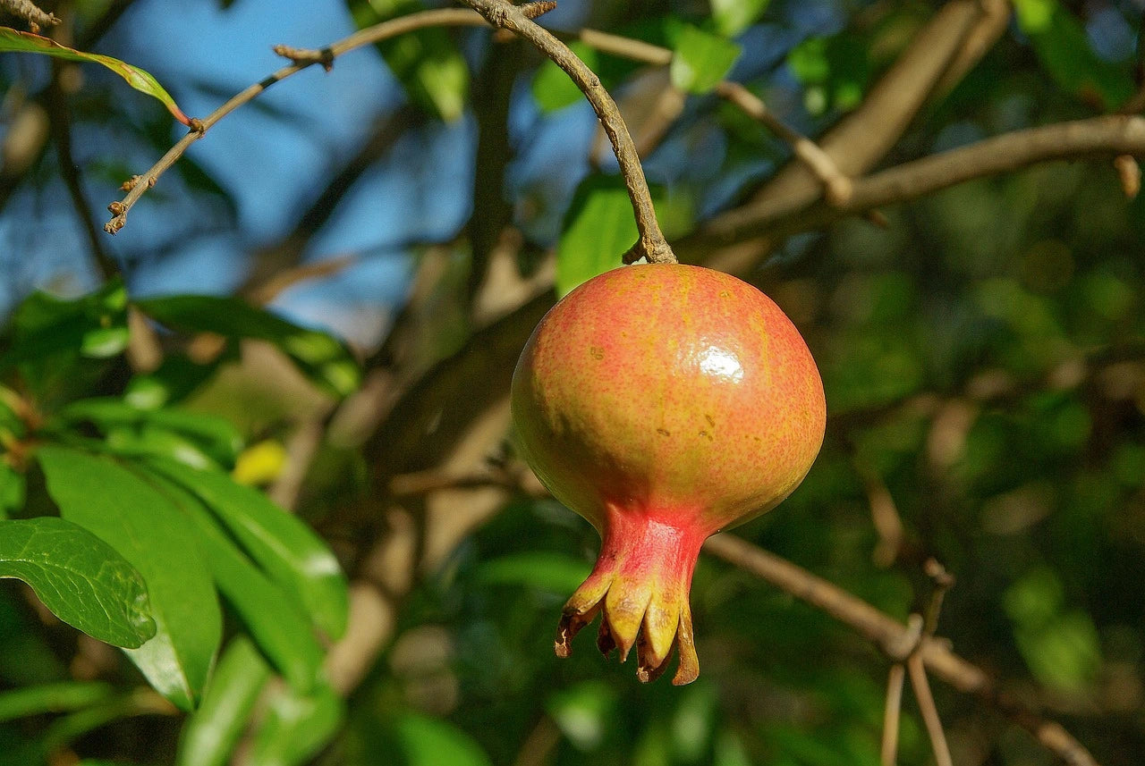 Plants de Grenadier Jaune de qualité livraison toute France