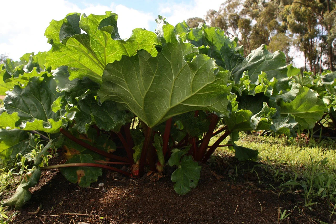 Valentine Rhubarb crown - plant for Growers