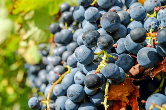 Plant VIGNE / Raisin de table Muscat Bleu Bio - Pot de 2 L, hauteur 60 cm