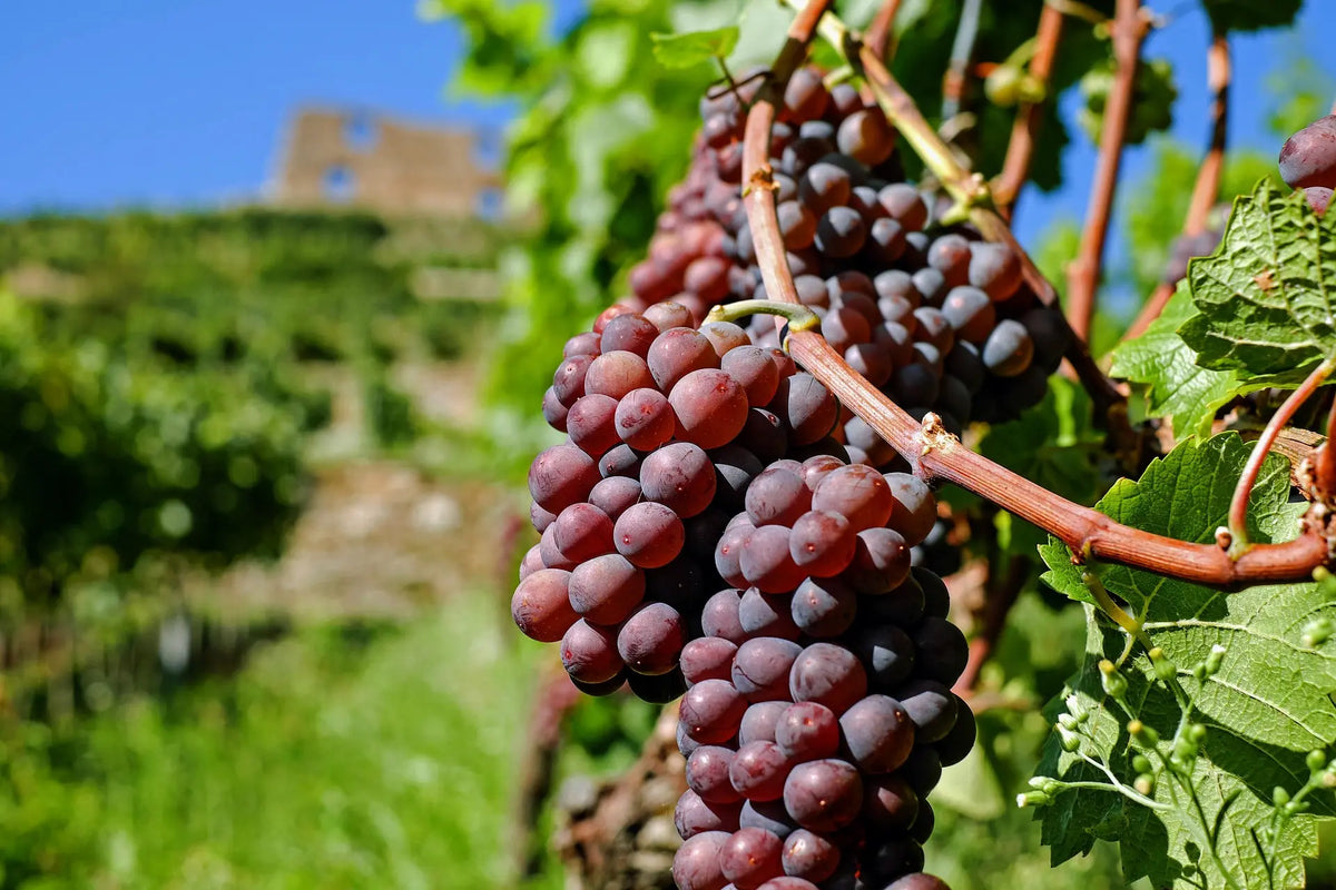 Plant Vigne Chasselas Rosé