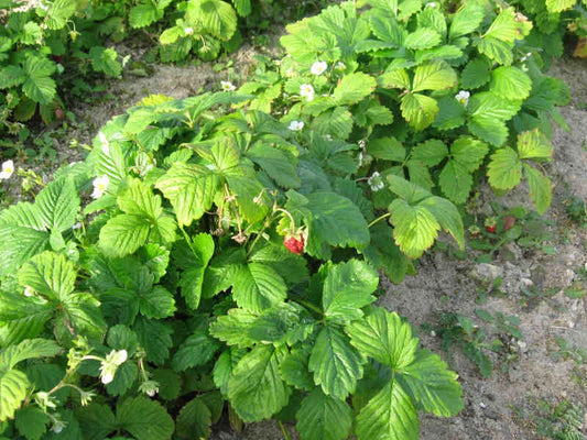 Plants de fraisier reine des vallées de qualité livraison toute France