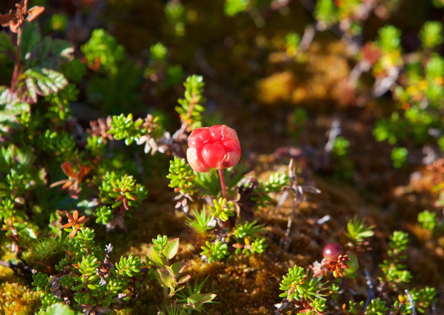 Plant Ronce Arctique Rubus Arcticus Beata - Godet 9 Cm