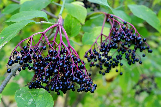 Plant Sureau noir Samyl Godet 9 cm (SAMBUCUS nigra)