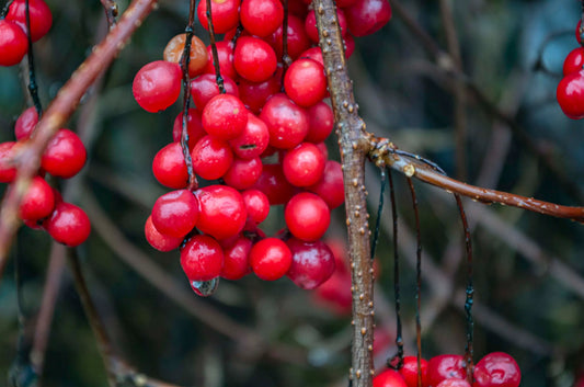 Plant Schisandra À Fleurs Rouges Schisandra Rubriflora - Godet 9 Cm