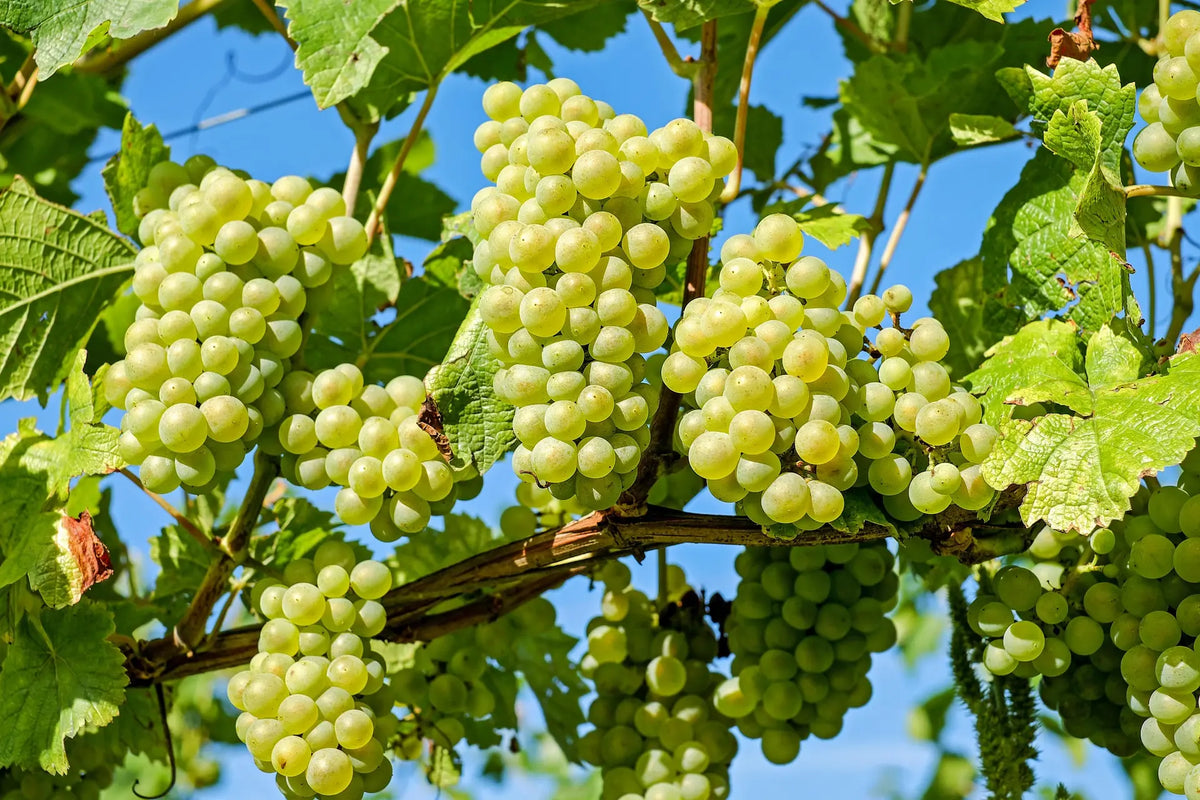 Plant Vigne Perlette