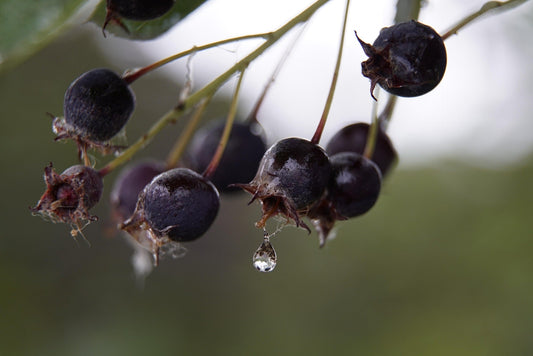 Plant Amelanchier Amela