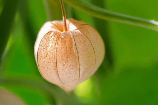 Plant Physalis Pruineux Physalis Pruinosa Little Buddha - Godet 9 Cm