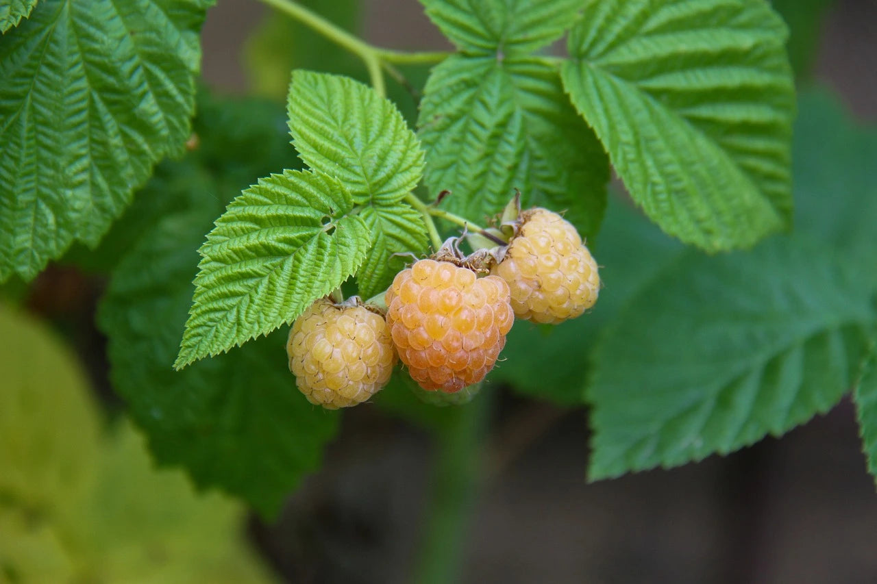 Plants de framboisier jaune pour maraîcher professionnels